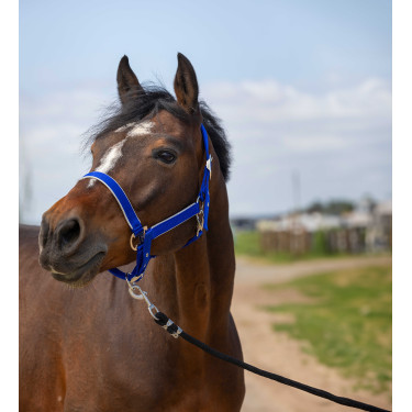 Licol Equithème Nylon light Bleu roi