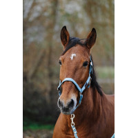 Licol Nylon Spring Equithème Vert foncé