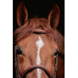 Bridon Hunter US Pénélope Noisette / havane