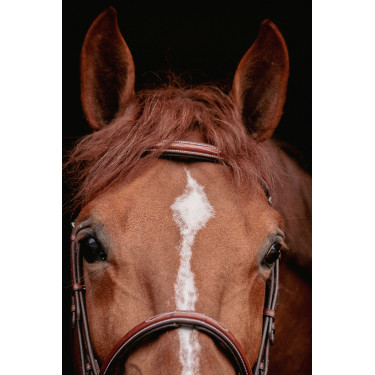 Bridon Hunter US Pénélope Noisette / havane