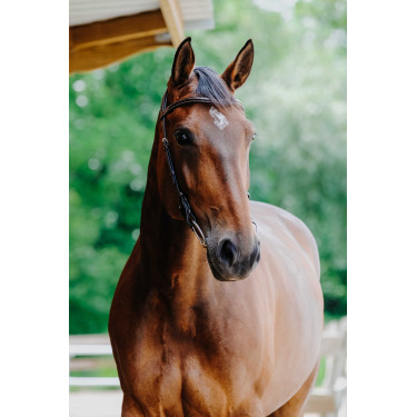 Bridon Freedom Norton Bridon Freedom Norton