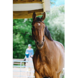 Bridon Freedom Norton Bridon Freedom Norton