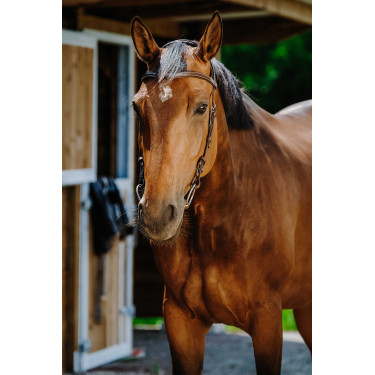 Bridon Freedom Norton Bridon Freedom Norton