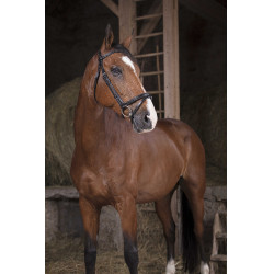 Bridon Norton Pro Fin Noir