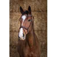 Bridon Norton Pro Miss Havane Marron Bridon Norton Pro Miss Havane Marron