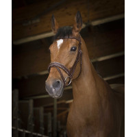 Bridon Norton Pro Rock Havane Marron