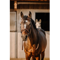 Bridon Eric Thomas Work Havane Marron