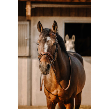 Bridon Eric Thomas Work Havane Marron