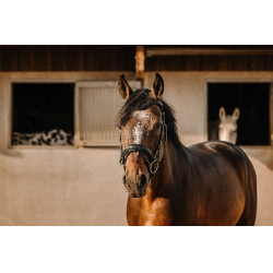 Bridon Eric Thomas Bat Noir