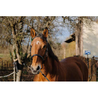 Bridon/Licol Norton Training