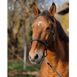 Bridon/Licol Norton Training