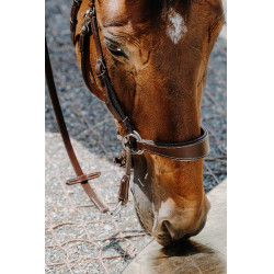 Bridon Bitless Norton