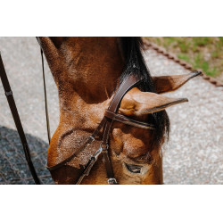 Bridon Bitless Norton