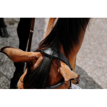 Bridon Bitless Norton Noir