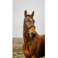 Bridon Norton Club Diva Noir