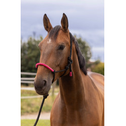 LICOL ETHOLOGIQUE + LONGE FUN COLOUR LICOL ETHOLOGIQUE + LONGE FUN COLOUR