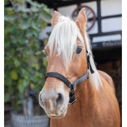 Licol Norton Cheval de Trait Noir