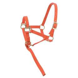 Licol nylon foal Orange Licol nylon foal Orange