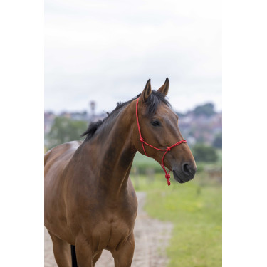 Licol éthologique corde Fin