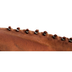 Élastiques à crinière Blanc