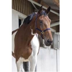 Licol First Bleu marine