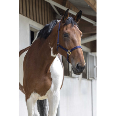 Licol First Bleu marine