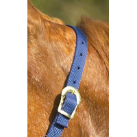 Licol nylon double épaisseur avec fermetures à boucles Norton Turquoise Bleu