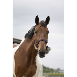 Licol nylon double épaisseur avec fermetures à boucles Norton Bleu marine