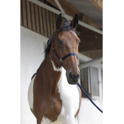 Ensemble licol et longe Club