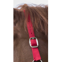 Ensemble licol et longe Club Rouge