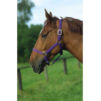 Licol nylon doublé cuir Norton Violet