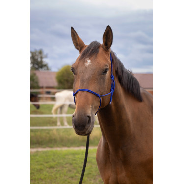 Licol éthologique doux Bleu roi