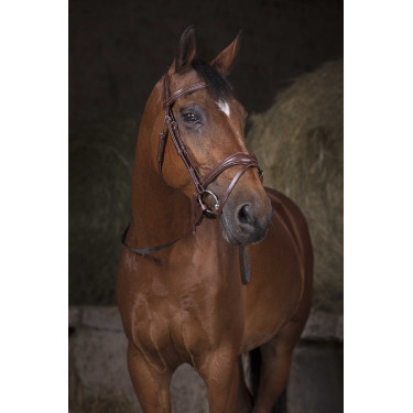 Rênes sangle Norton Pro