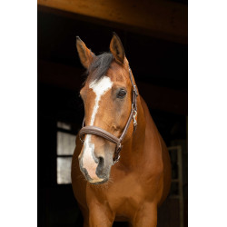 Licol anatomique Norton Pro Havane Marron