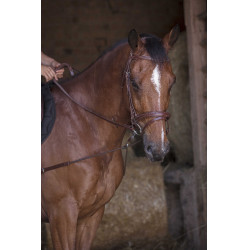 Enrênement élastique court / poulies Norton Pro Havane Marron