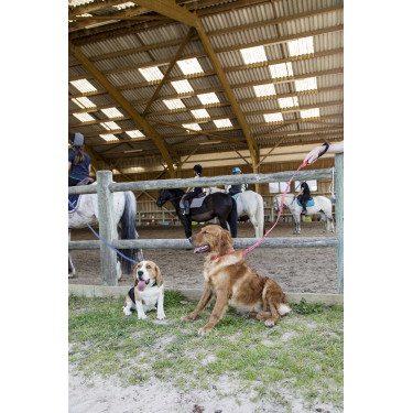 Laisse nylon Diego & Louna pour chien Anthracite Gris Laisse nylon Diego & Louna pour chien Anthracite Gris