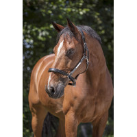 Licol cuir Norton Pro Grooming Noir