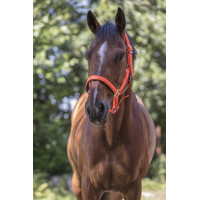 Licol Norton Fluo doublé Rose