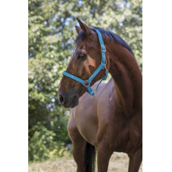 Licol Norton Fluo doublé Bleu