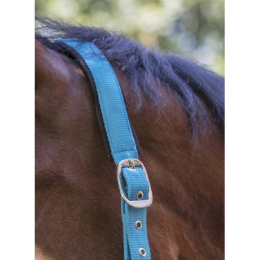 Licol Norton Fluo doublé Bleu