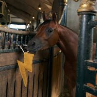 Jouet de box Imperial Riding éclair Jaune