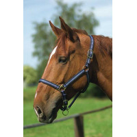 Licol nylon doublé cuir Norton Marine / ciel Bleu Licol nylon doublé cuir Norton Marine / ciel Bleu