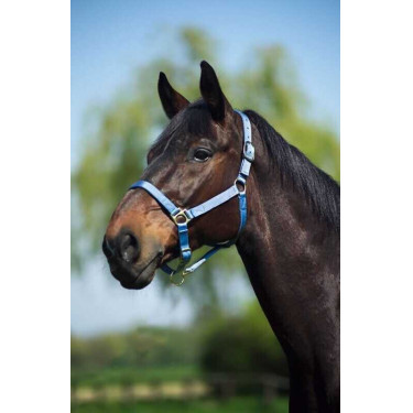 Licol nylon doublé cuir Norton Bleu ciel