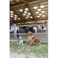 Laisse nylon Diego & Louna pour chien Corail Rouge Laisse nylon Diego & Louna pour chien Corail Rouge