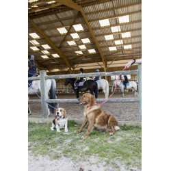 Laisse nylon Diego & Louna pour chien Corail Rouge