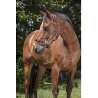 Licol cuir Norton Pro Grooming Noir Licol cuir Norton Pro Grooming Noir