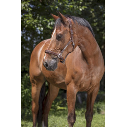 Licol cuir Norton Pro Grooming Havane Marron