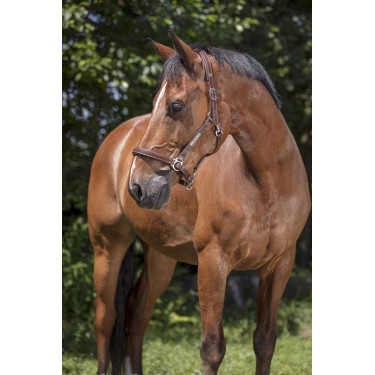 Licol cuir Norton Pro Grooming Havane Marron