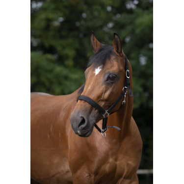 Licol Norton nylon doublé néoprène Noir