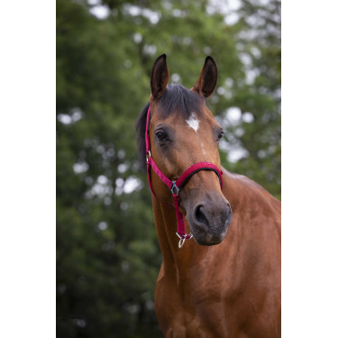 Licol Norton nylon doublé néoprène Rouge